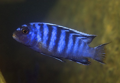 Pseudotropheus sp. 'minutus tanzania' Ndonga
